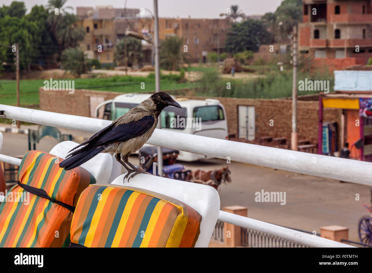 a horizontal view of a magpie over a chair in a terrace Stock Photo