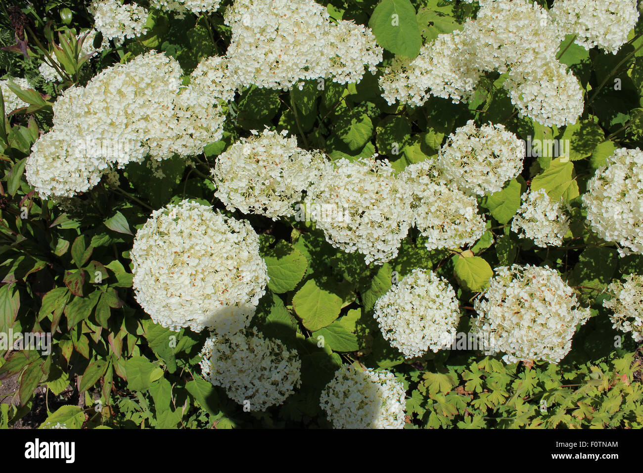 Round flower heads hires stock photography and images Alamy