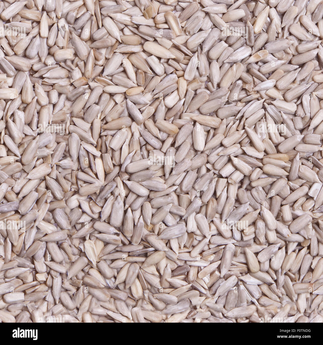 Repeating, tileable sunflower seeds wallpaper. Specially designed