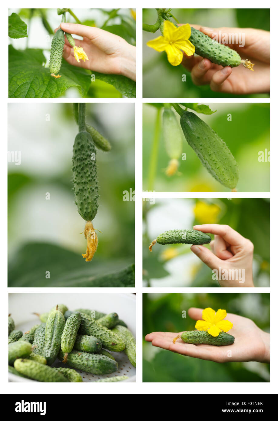 Cucumbers picking collage.Locavore, clean eating,organic agriculture, local farming,growing concept. Selective focus Stock Photo