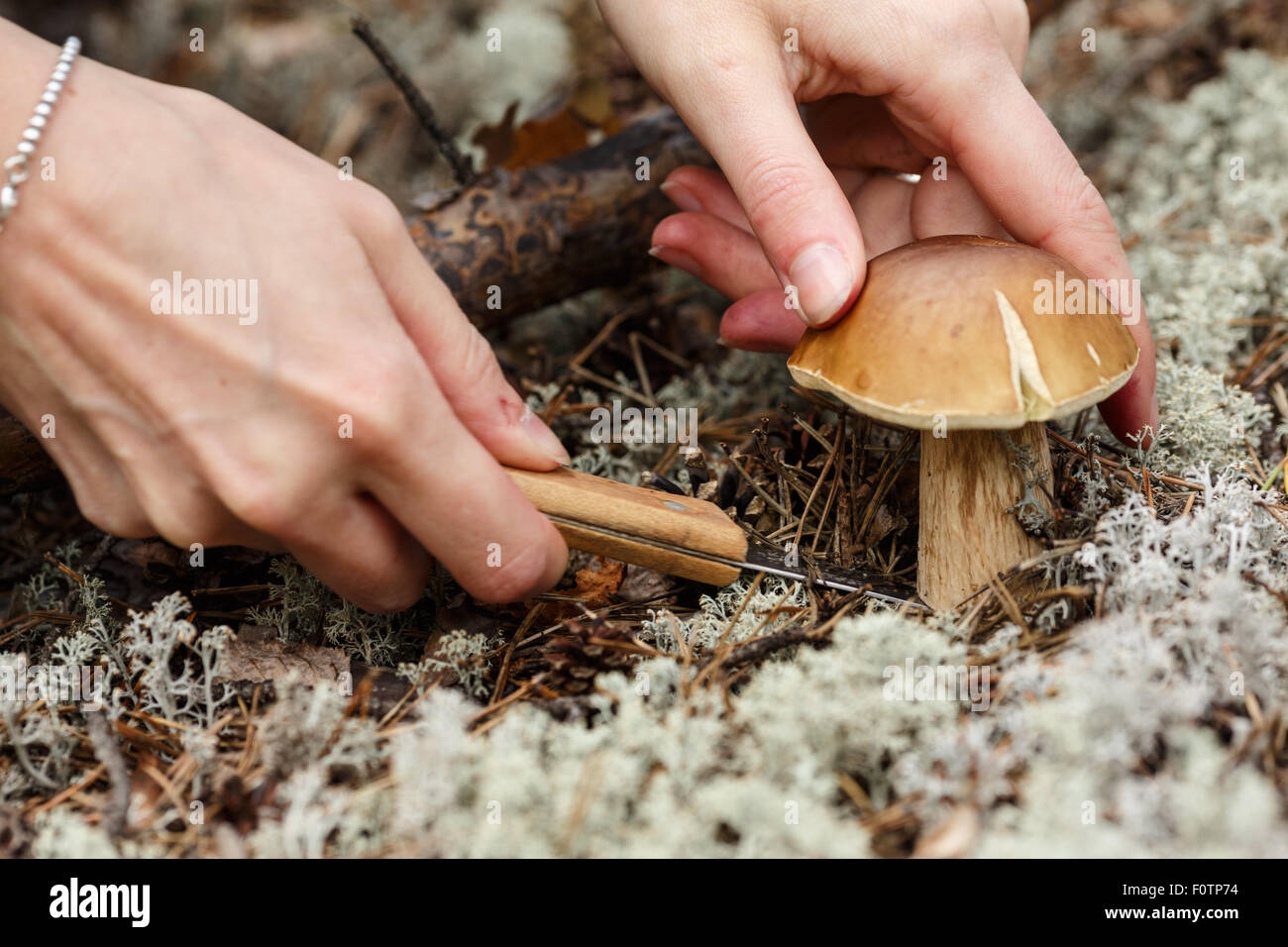 памятка правильного сбора грибов. срезать грибы или выкручивать как правильно. памятка по сбору грибов. грибы срезать или вырывать. как правильно срезать грибы картинка.