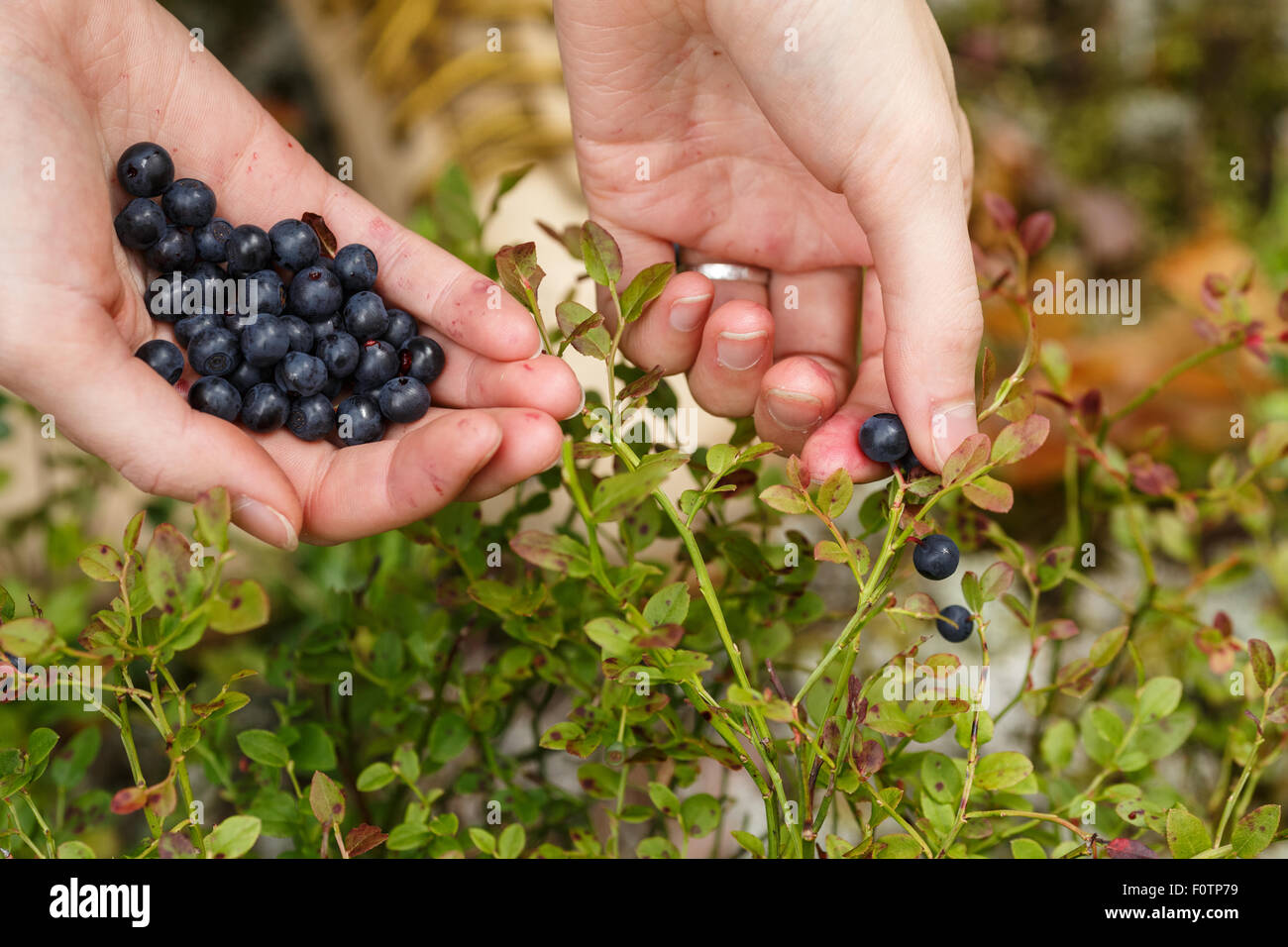 Picking bilberries. Woman gathering wild northern berries. Plucking. Stock Photo