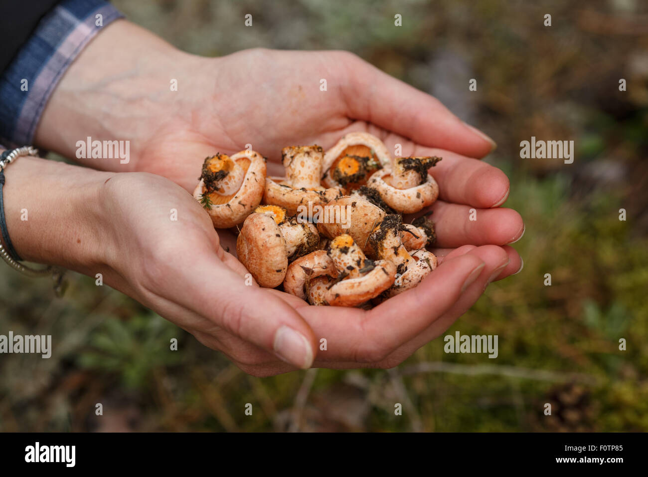 Woman's handful of freshly picked wild mushrooms (Lactarius deliciosus, saffron milk caps) Stock Photo