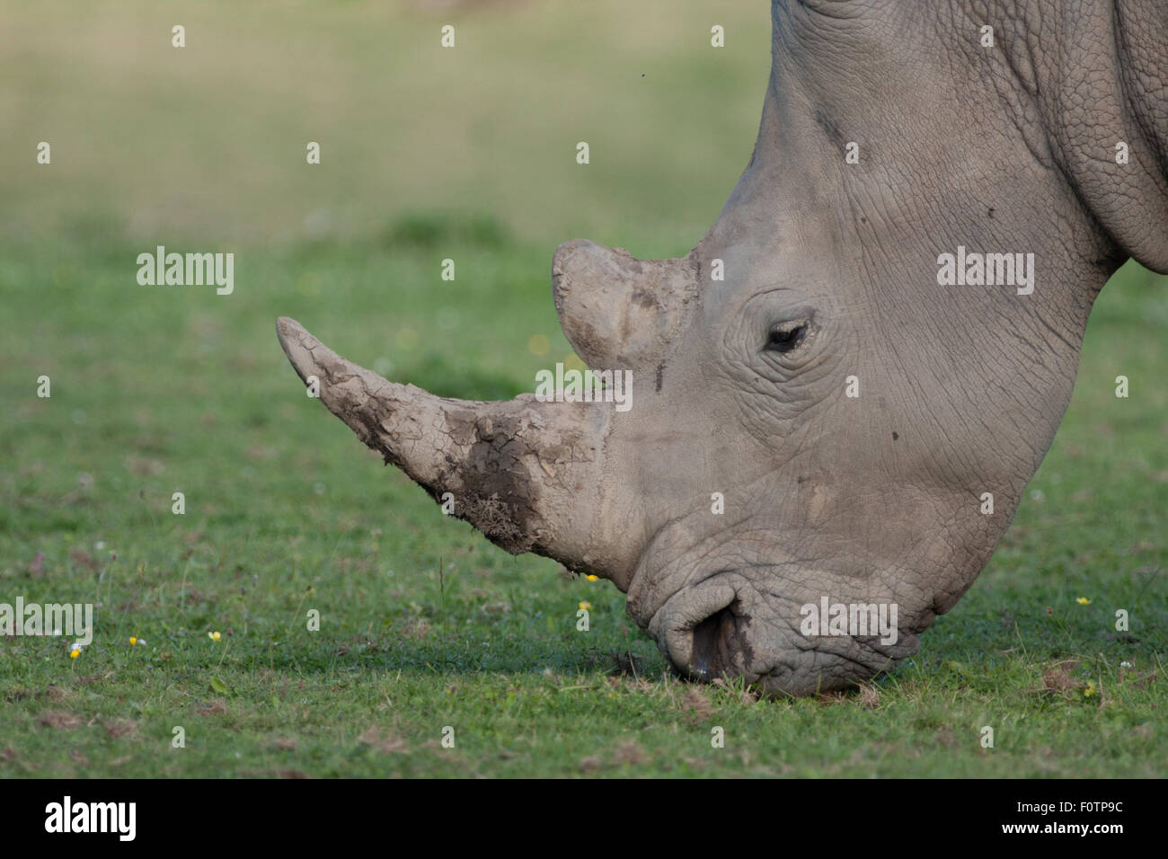 A lone male White Rhino. Stock Photo