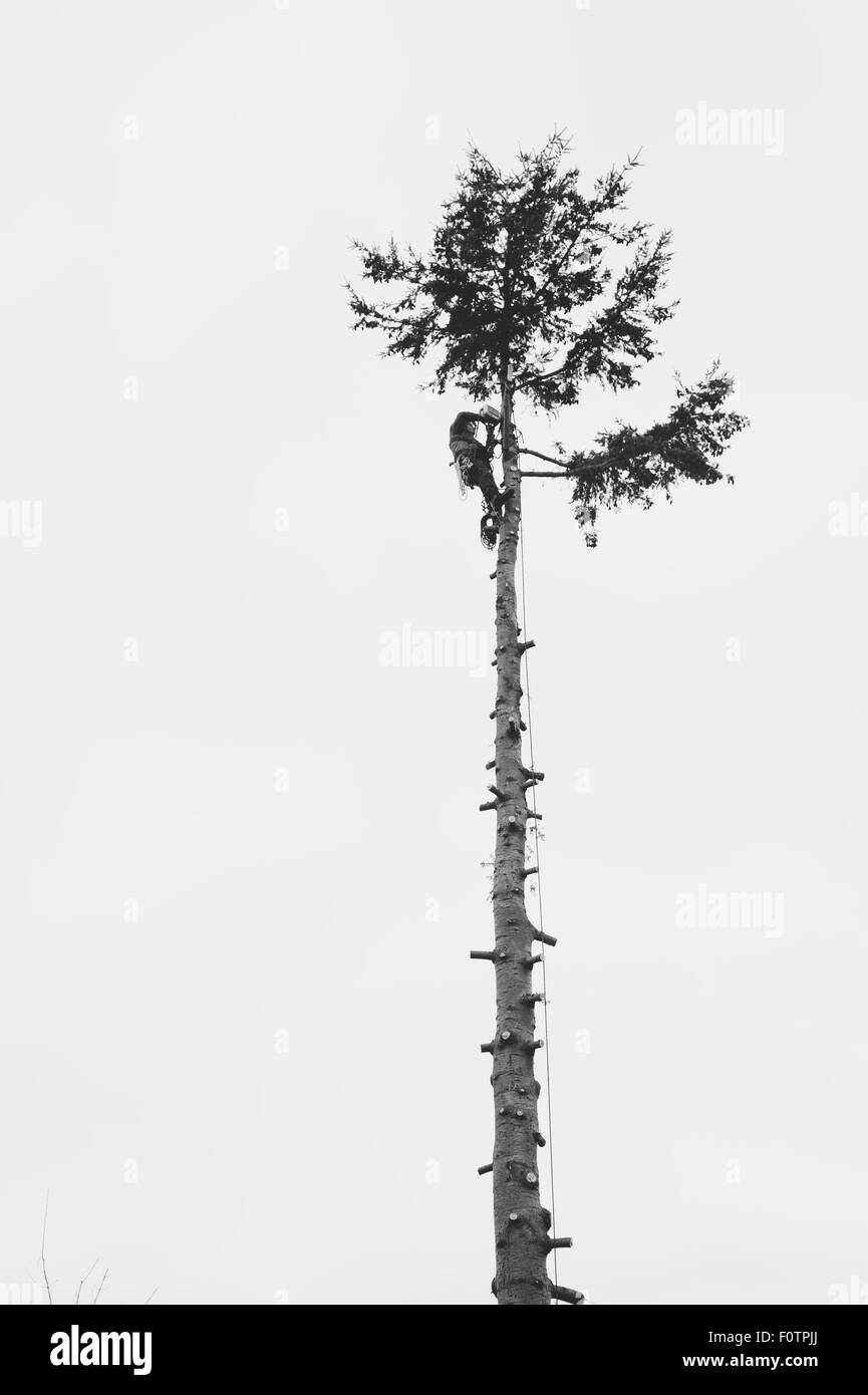 Lumberjack cutting down a treetop Stock Photo