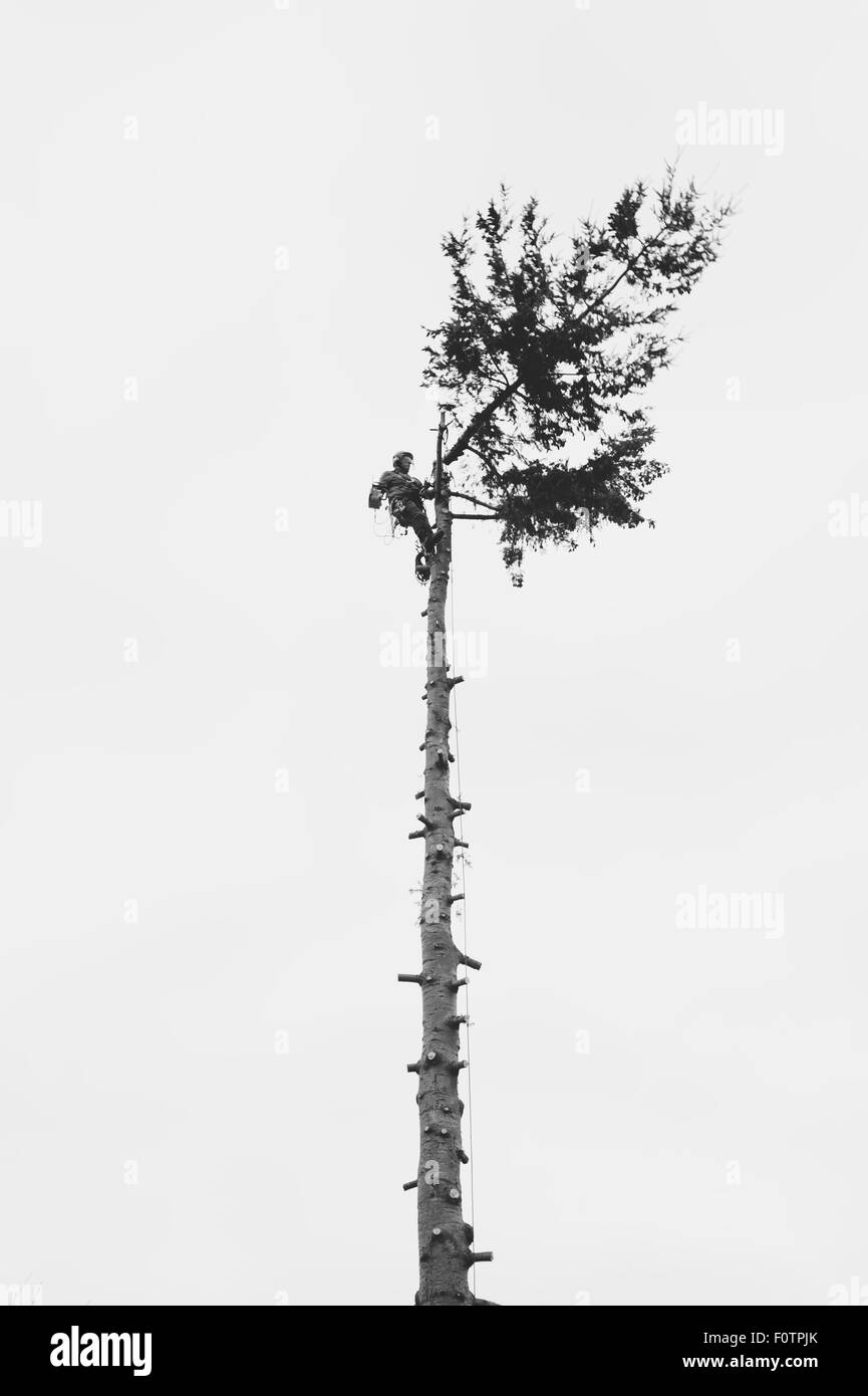 Lumberjack cutting down a treetop Stock Photo - Alamy