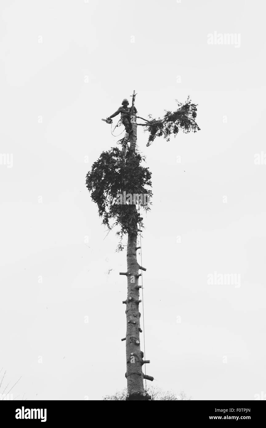 Lumberjack cutting down a treetop Stock Photo - Alamy