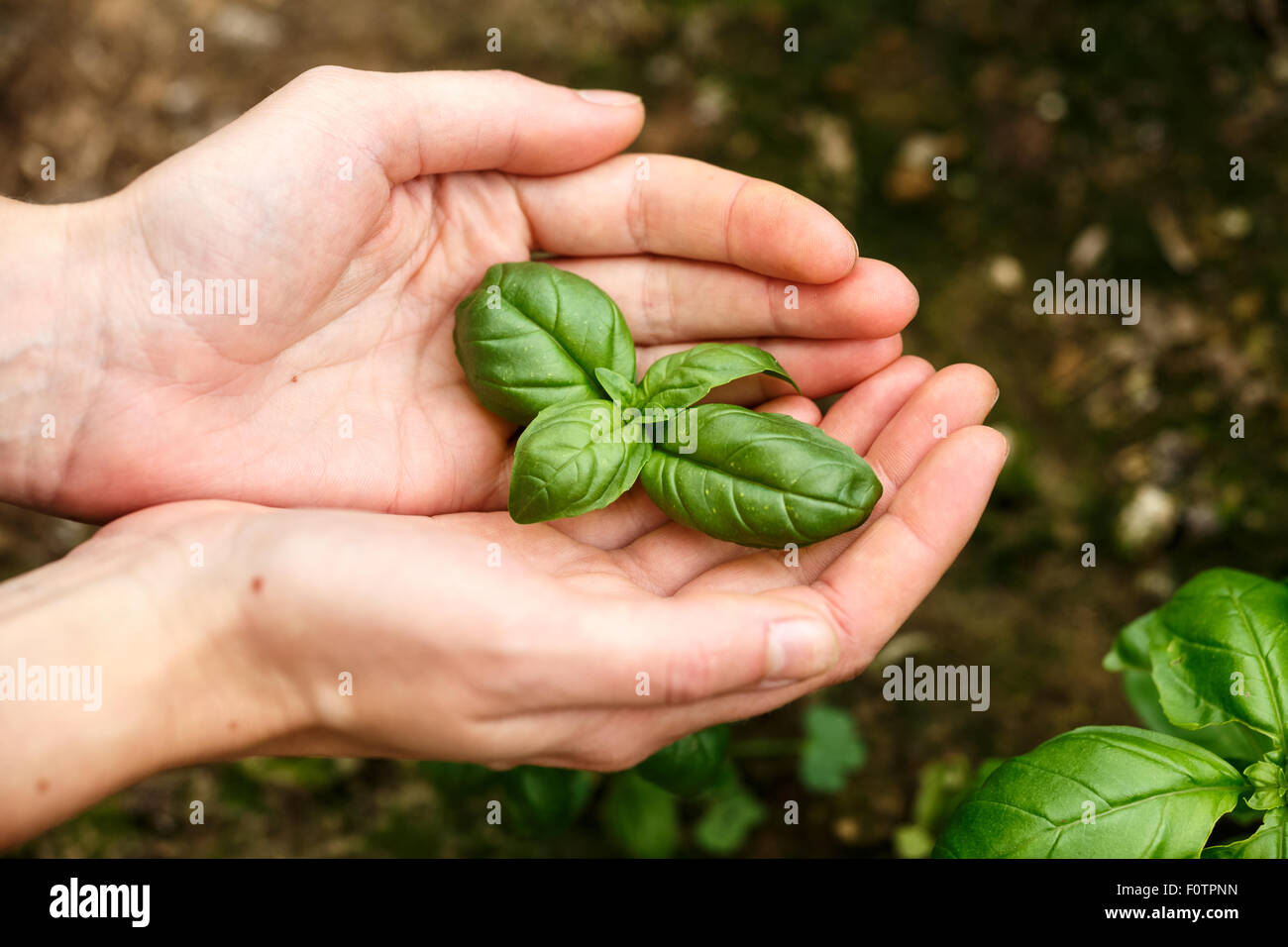 Female hands holding basil leaves. Locavore, clean eating,organic agriculture, growing,harvesting concept Stock Photo