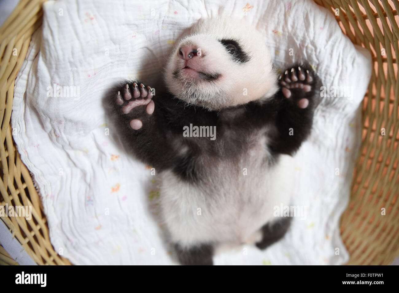 Ya An China S Sichuan Province 21st Aug 15 A Baby Panda Is Seen In Ya An Giant Panda Protection And Research Center In Ya An Southwest China S Sichuan Province Aug 21 15 Ten Baby Pandas Ya An China S Sichuan Province 21st Aug 15 A Baby Panda Is Seen In Ya An Giant Panda Protection And Research Center In Ya An Southwest China S Sichuan Province Aug 21 15 Ten Baby Pandas