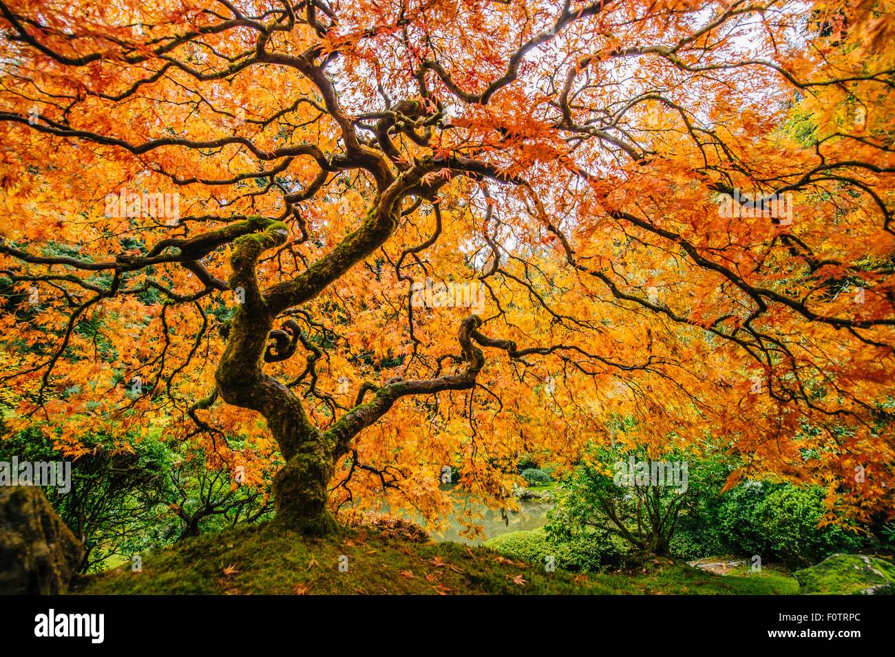 Japanese maple with orange leaves and twisted trunk Stock Photo - Alamy