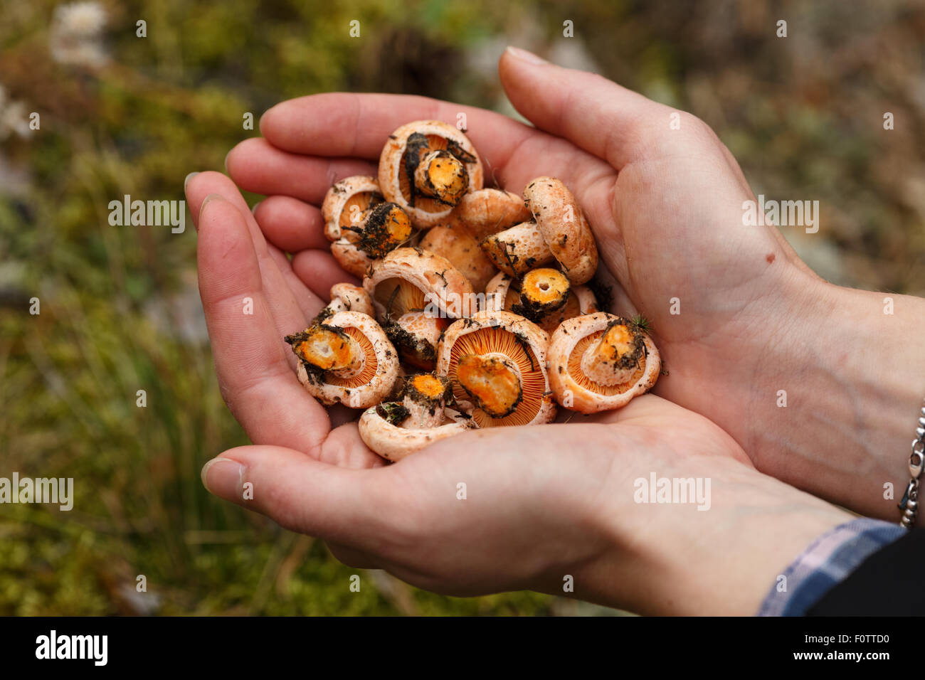 Woman's handful of freshly picked wild mushrooms (Lactarius deliciosus, saffron milk caps) Stock Photo