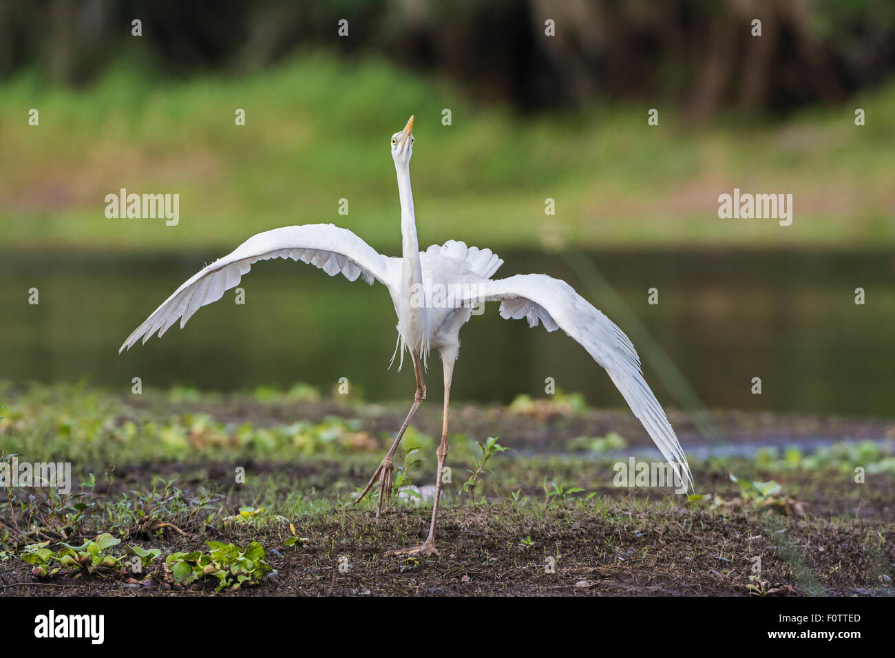 state of origin blues hoodie