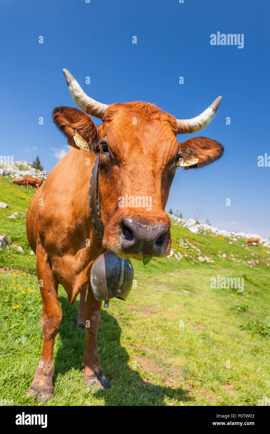 Cows in the Parc Naturel de la Chartreuse, Isere, Rhône-Alpes, France Stock Photo
