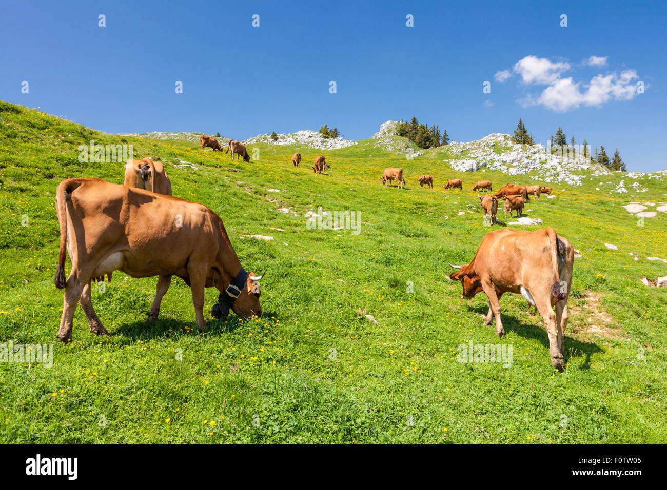 Cows in the Parc Naturel de la Chartreuse, Isere, Rhône-Alpes, France Stock Photo