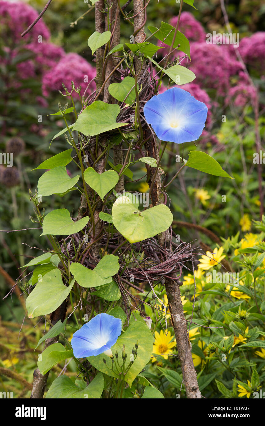 Ipomoea tricolor 'Heavenly blue'. Morning glory 'Heavenly Blue' flowers Stock Photo