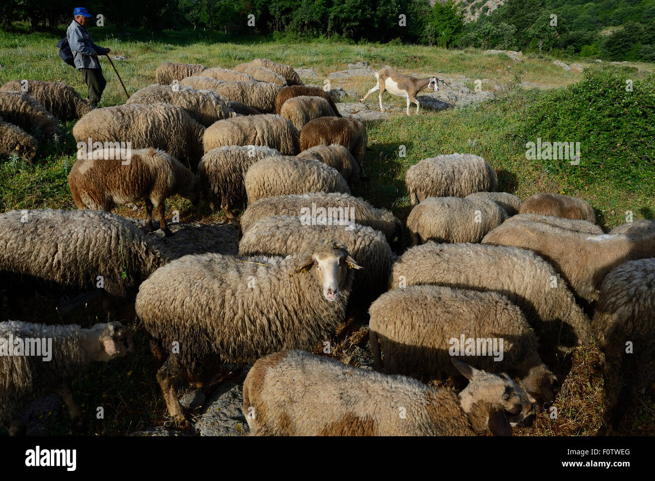 Shepherd with his sheep and a goat, Dolni Glavanak, Eastern Rhodope Mountains, Bulgaria, May 2013. Stock Photo