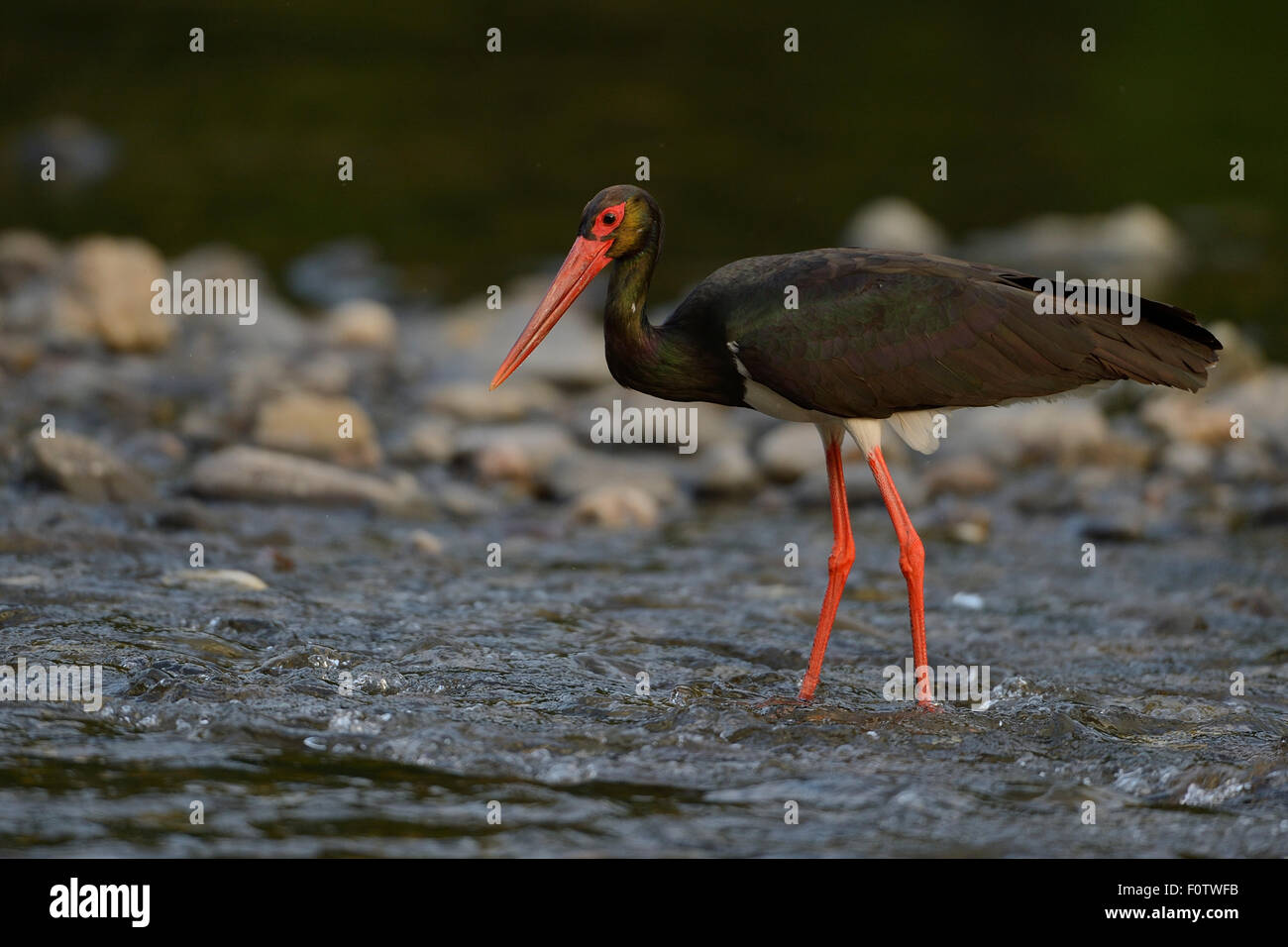 Black stork (Ciconia nigra) Arda river valley, Madzharovo, Eastern ...