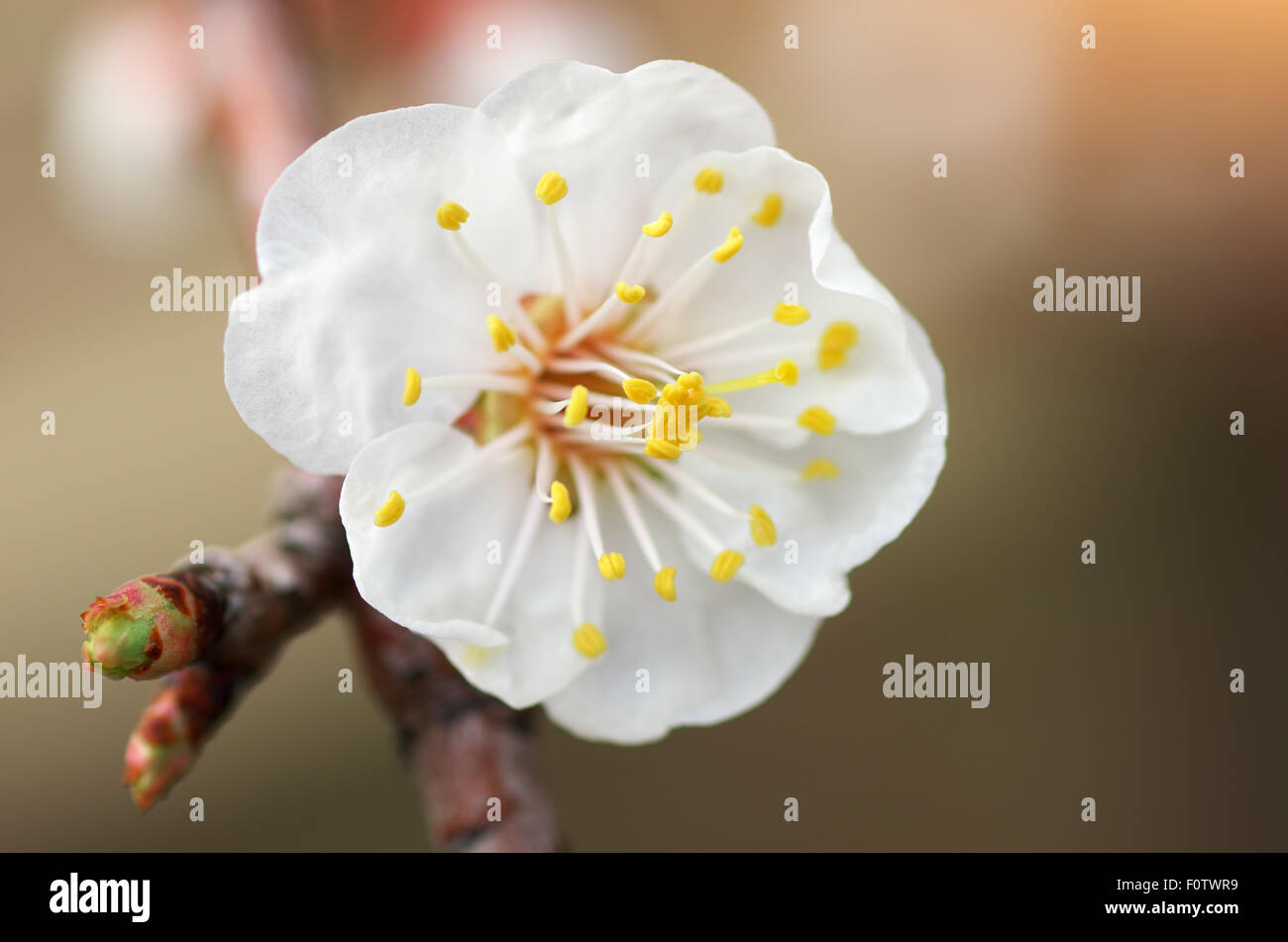 Spring Composition Garden flower composition hi-res stock photography and images - Alamy