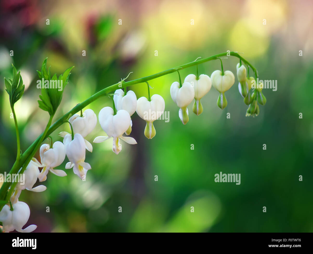 broken heart flower bloom Stock Photo - Alamy