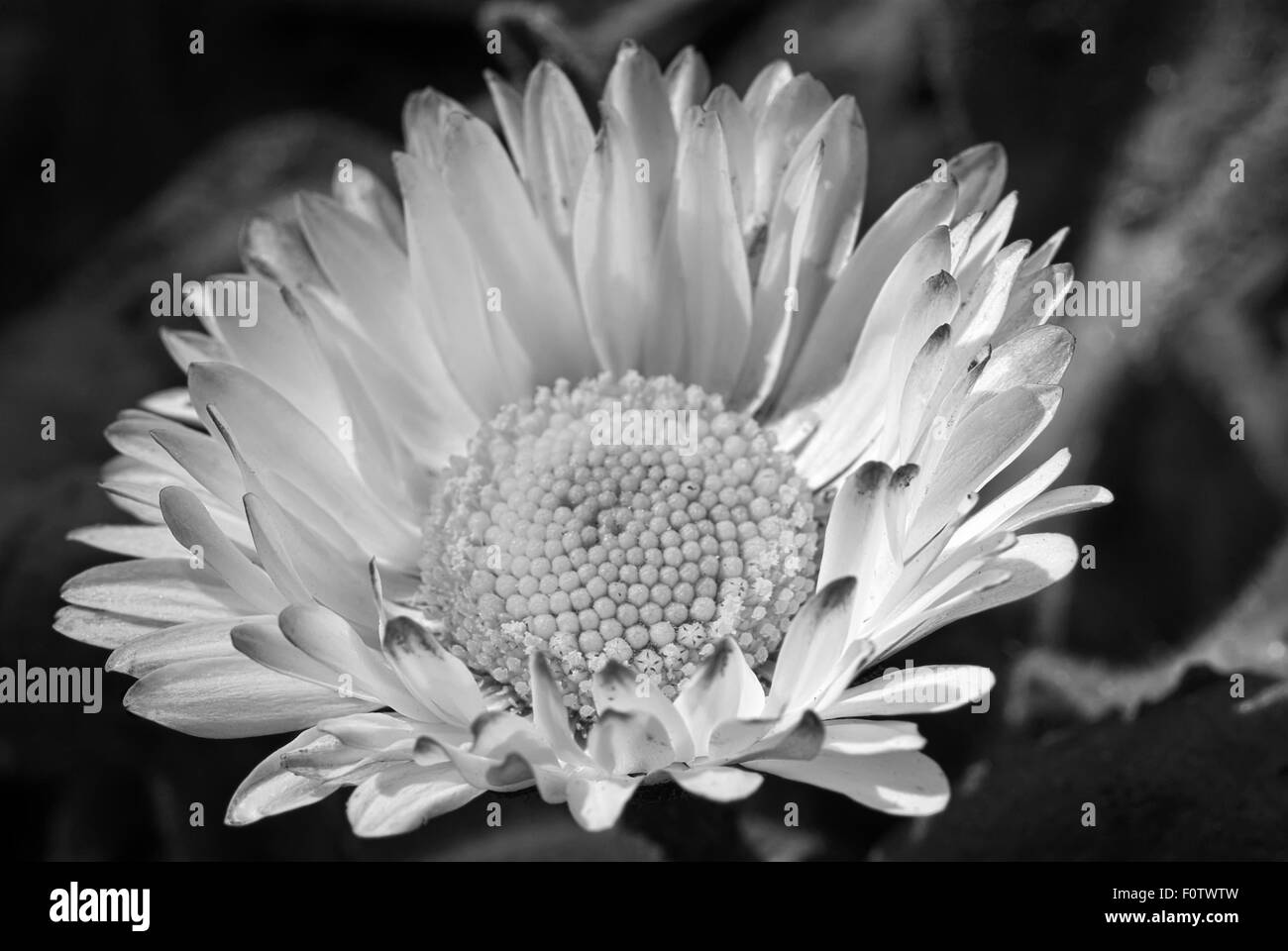 black and white Common daisy. Béllis perénnis Stock Photo