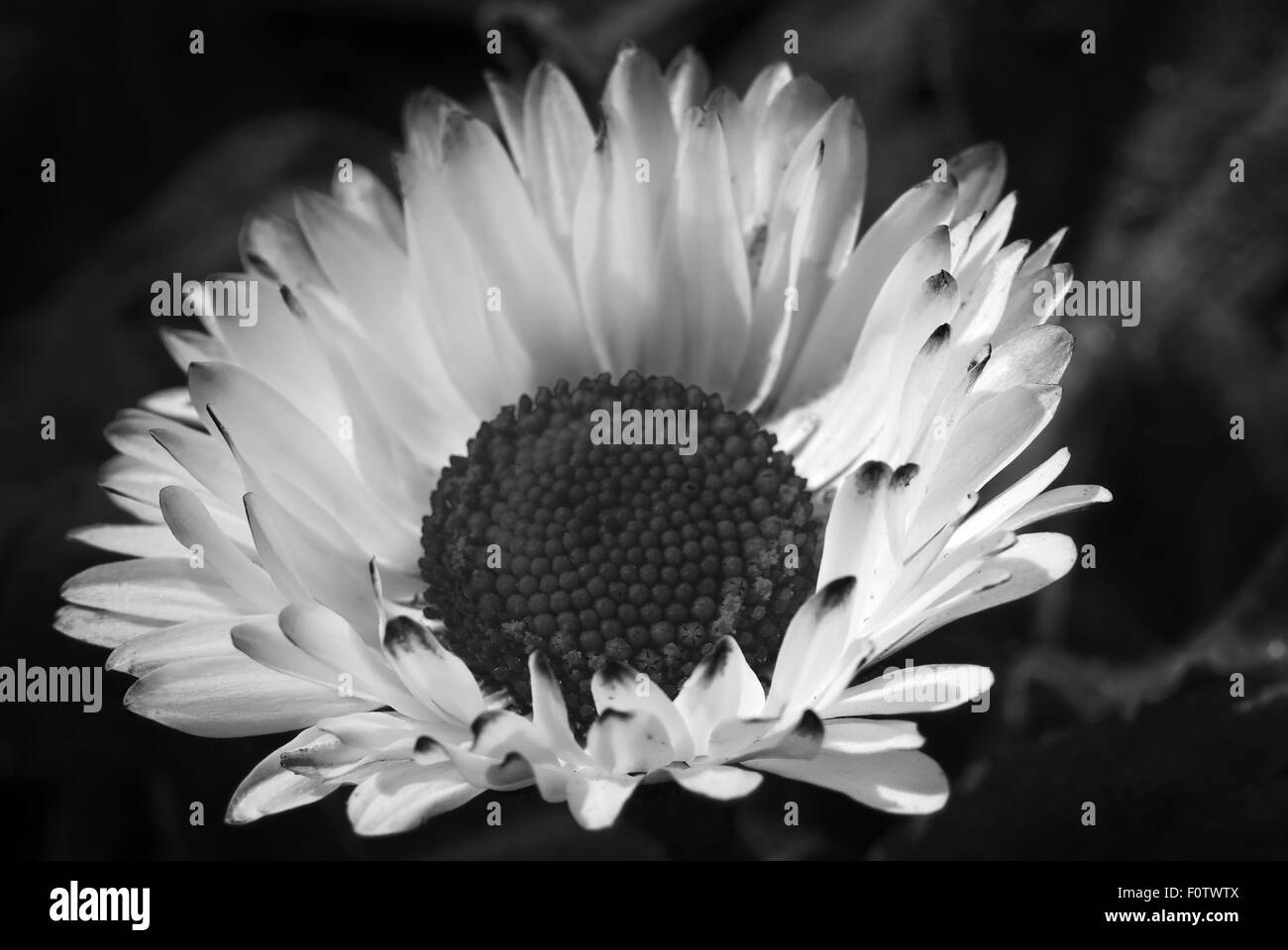 black and white Common daisy. Béllis perénnis Stock Photo