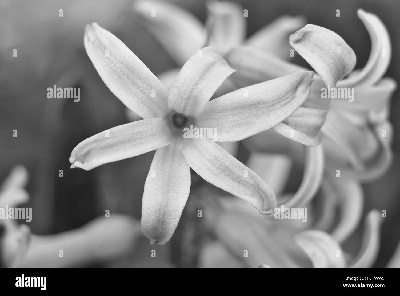 Black and white hyacinth close up. Flowering. Spring mood. Stock Photo