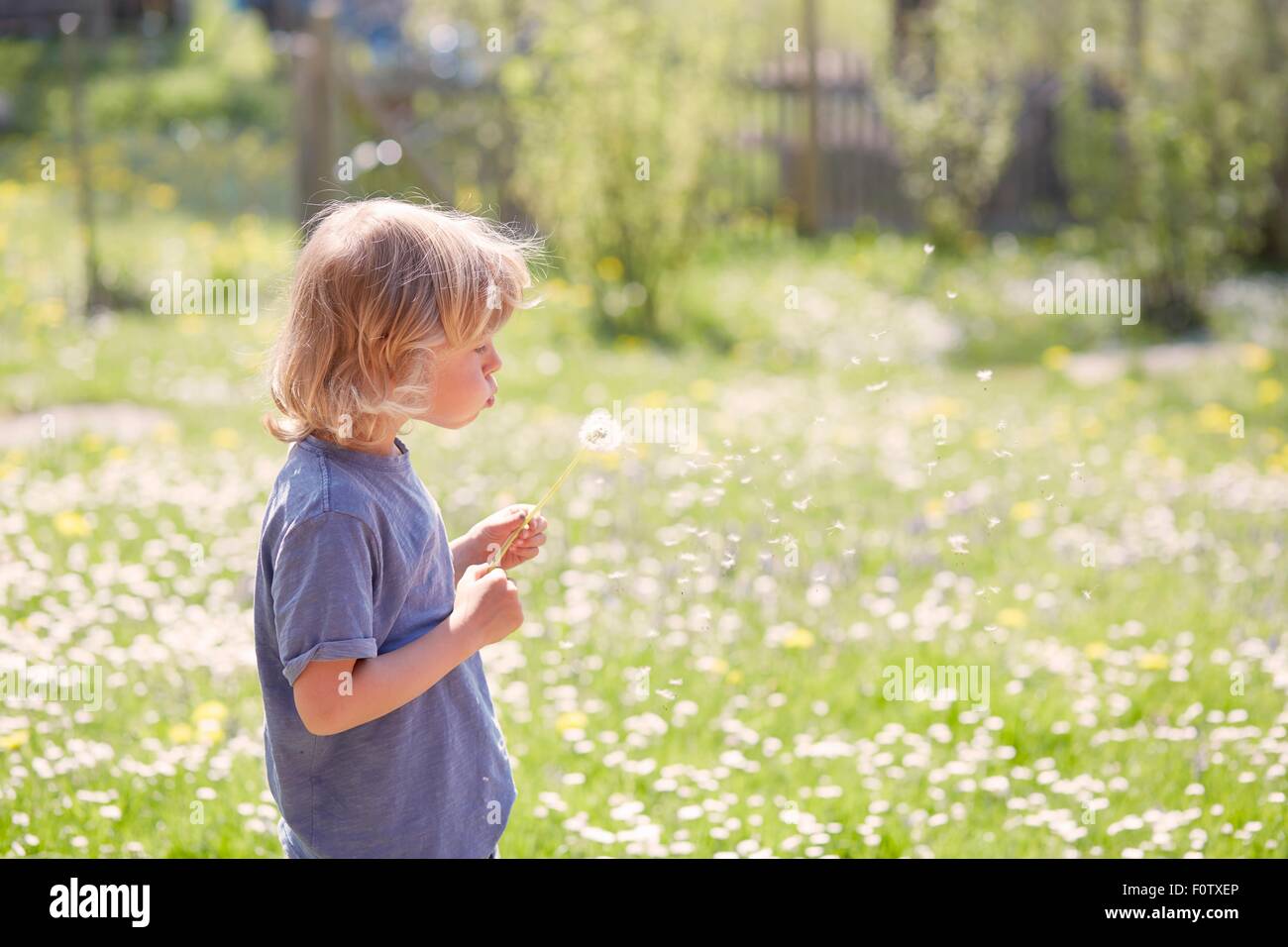 Young boy outdoors,  blowing dandelion Stock Photo