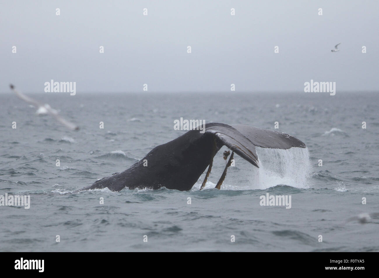 Humpback Whale lobtailing off South East Alaska Stock Photo