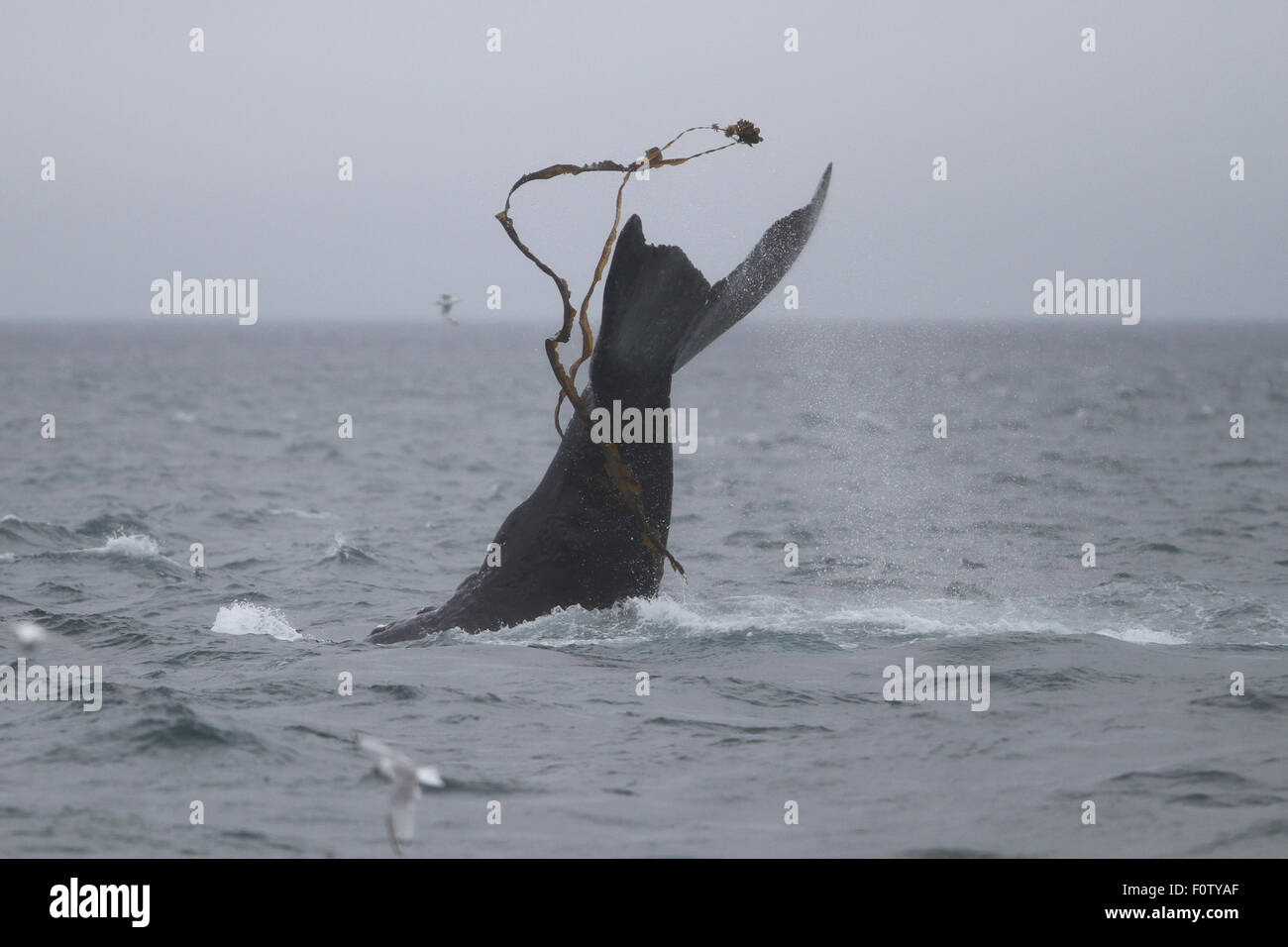 Humpback Whale lobtailing off South East Alaska Stock Photo