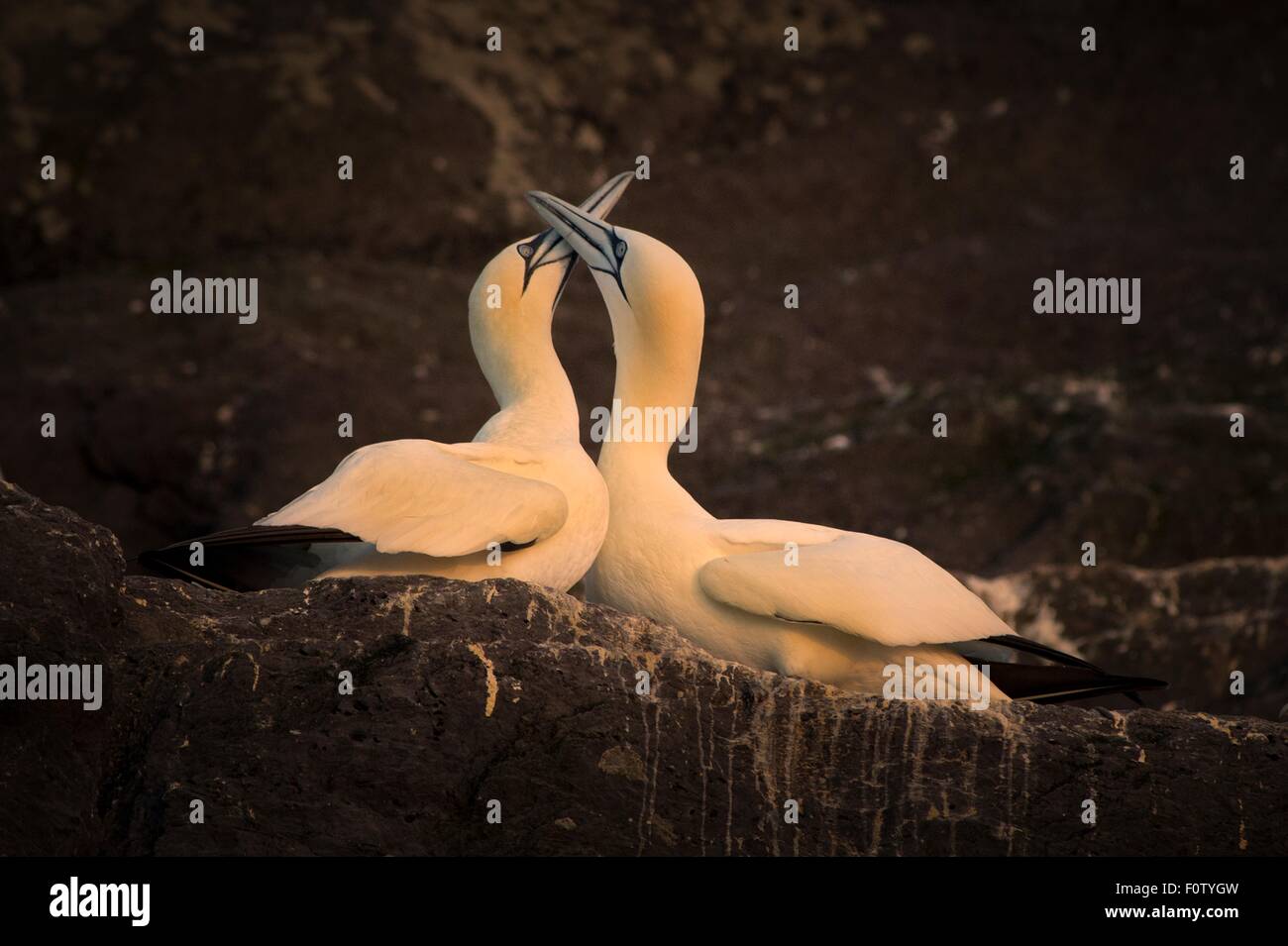 Gannet, South West Cork, County Cork, Ireland Stock Photo