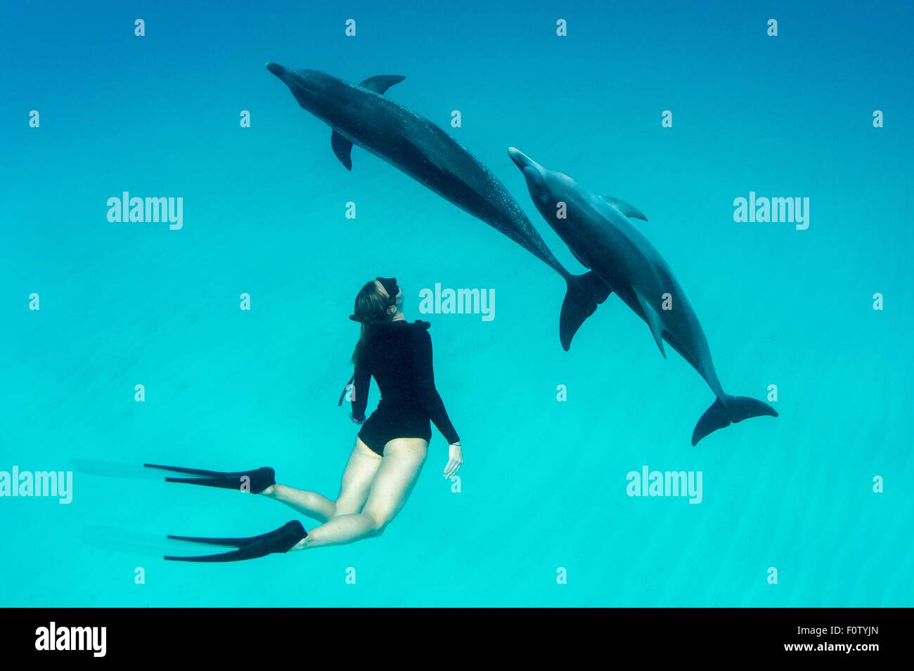 Woman free diving with Atlantic spotted dolphins Stock Photo Alamy