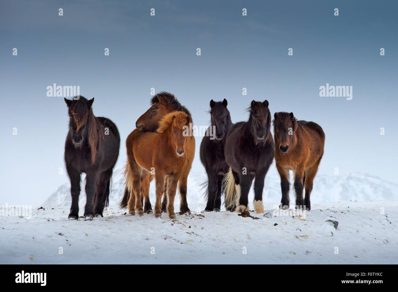 Wild horses, South Coast, Iceland Stock Photo