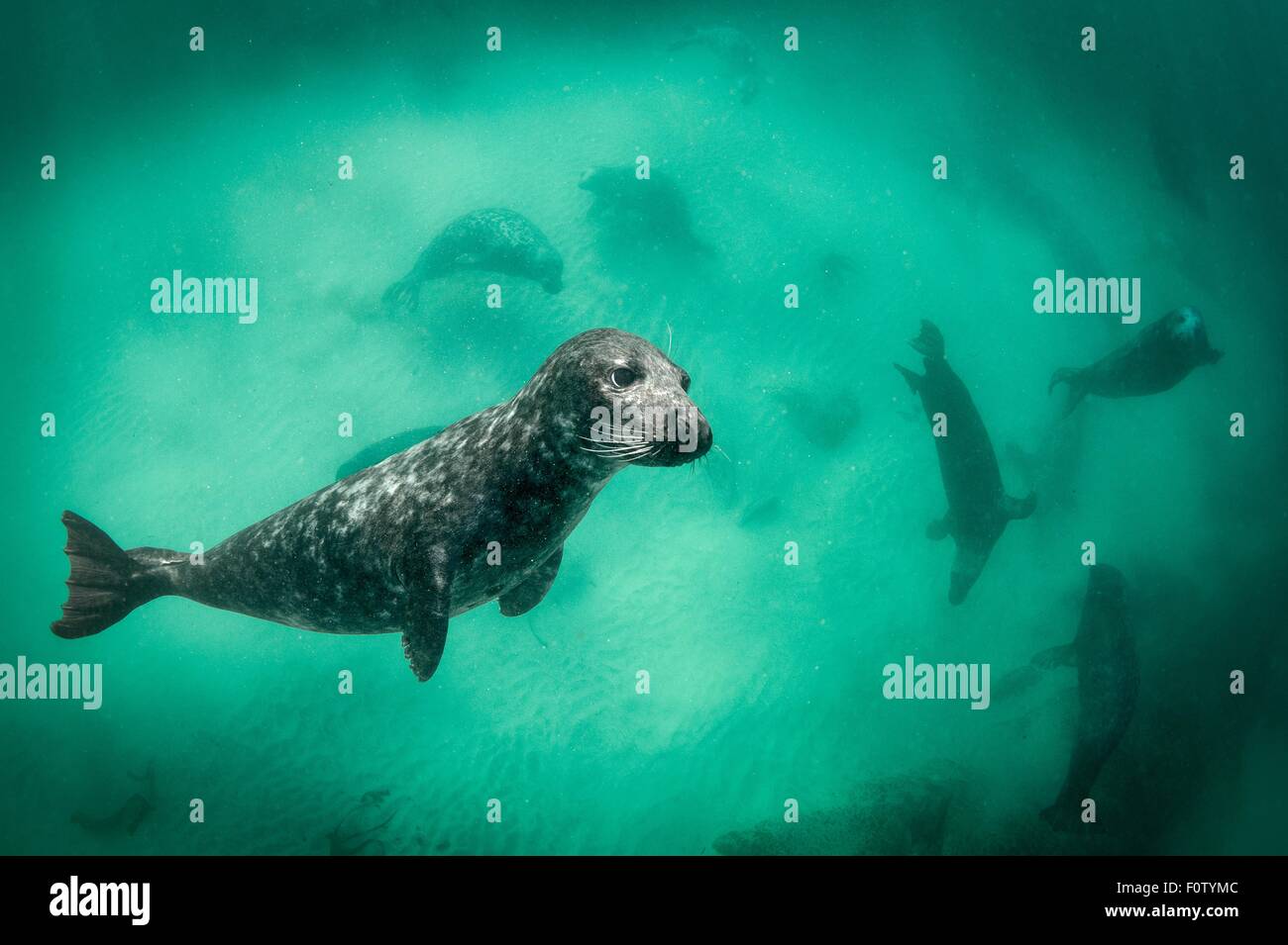 Harbour seal Stock Photo