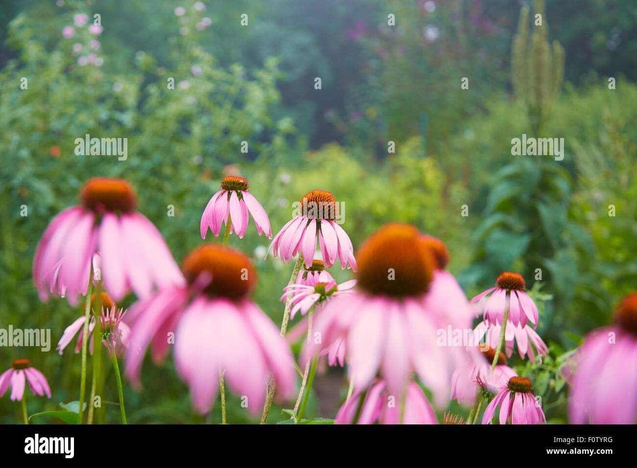 Close up of pink echinacea flowers in herb garden Stock Photo