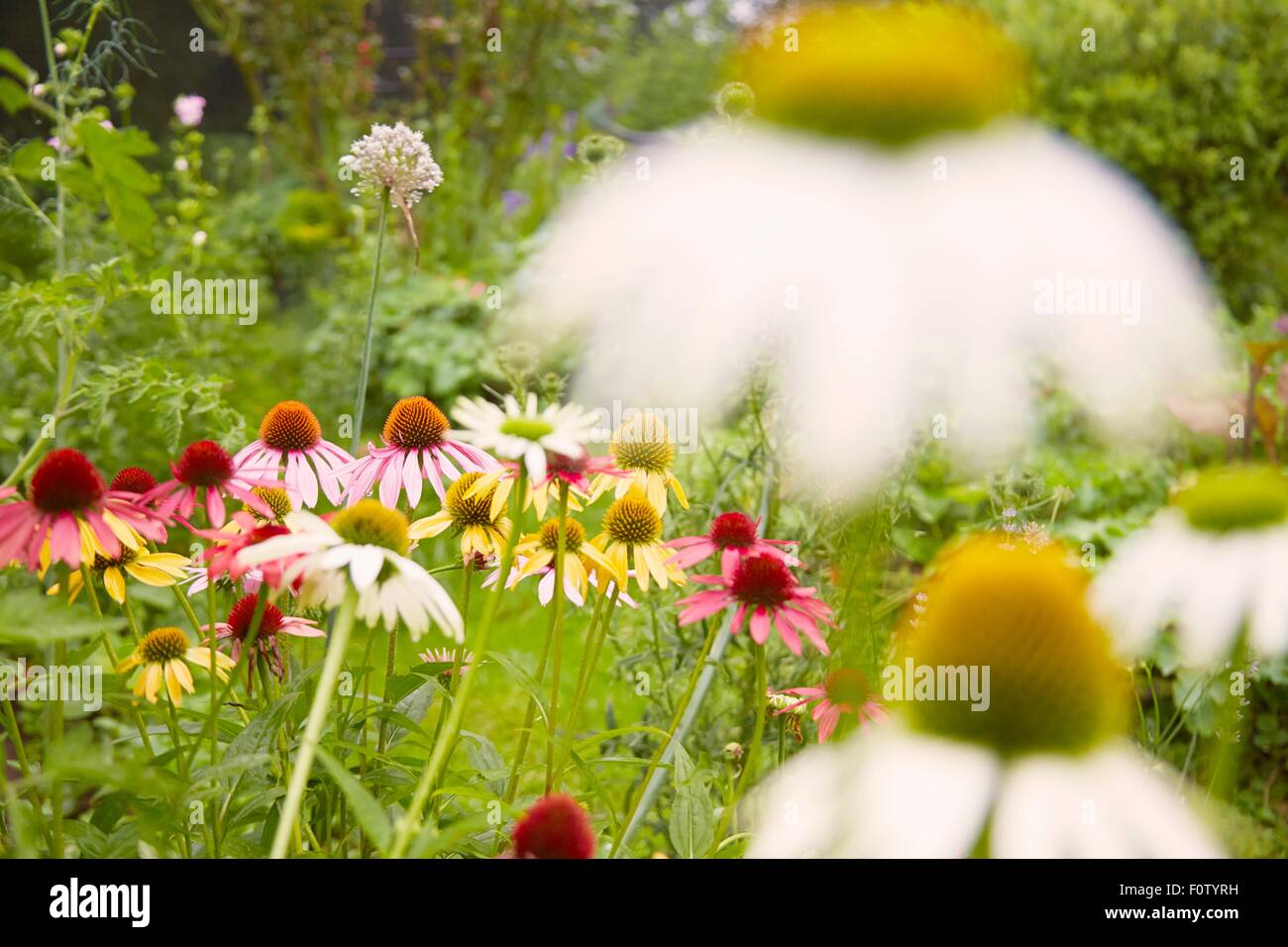 Close up of white and yellow echinacea flowers in herb garden Stock Photo