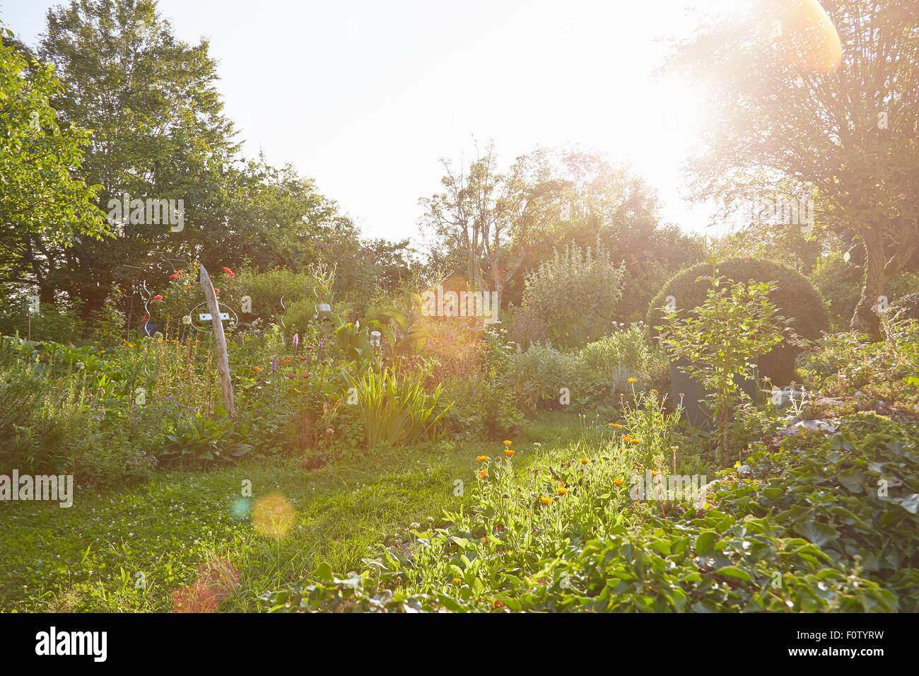 Herb garden in sunlight Stock Photo