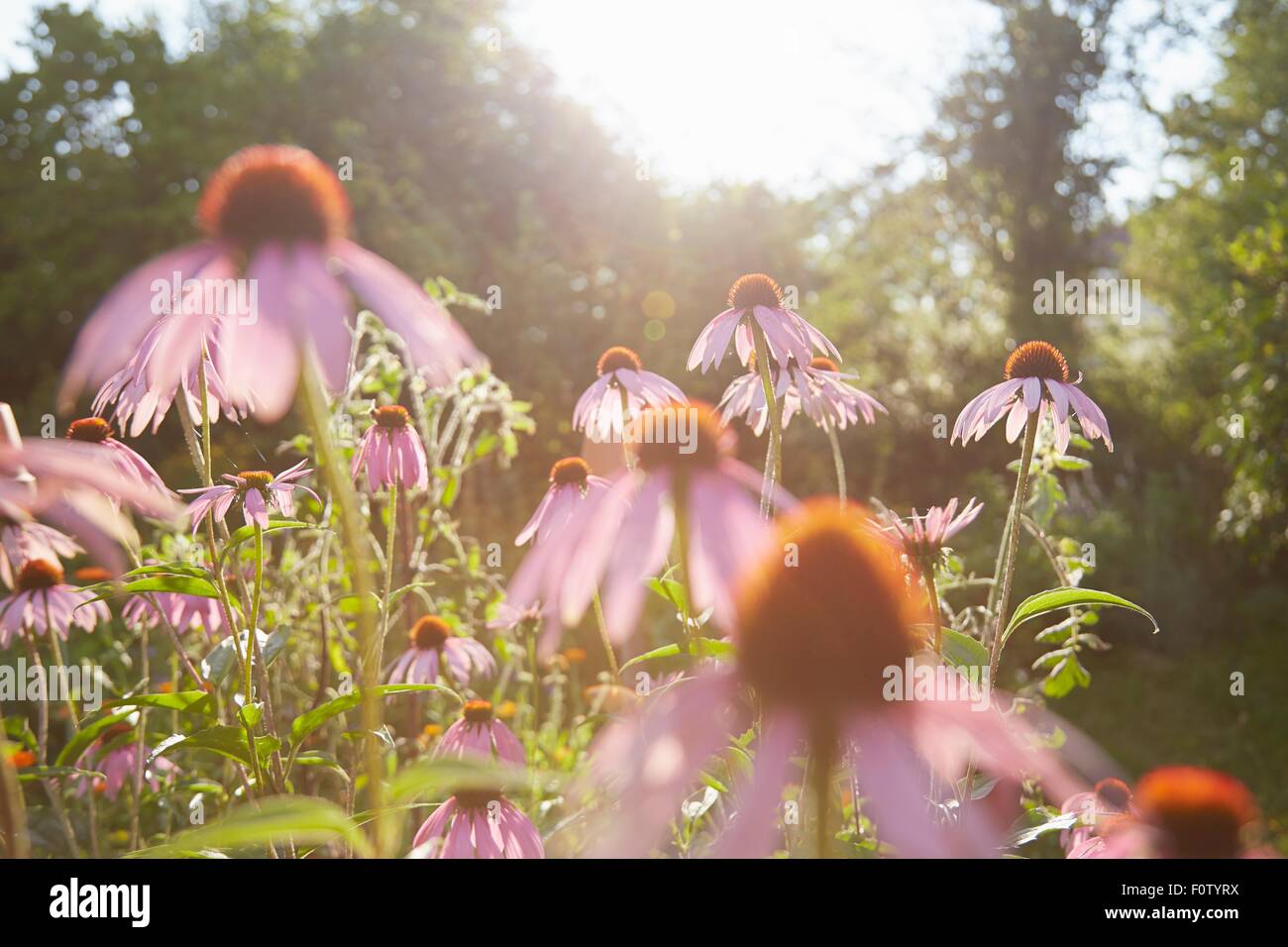 Close up of purple echinacea flowers in herb garden Stock Photo