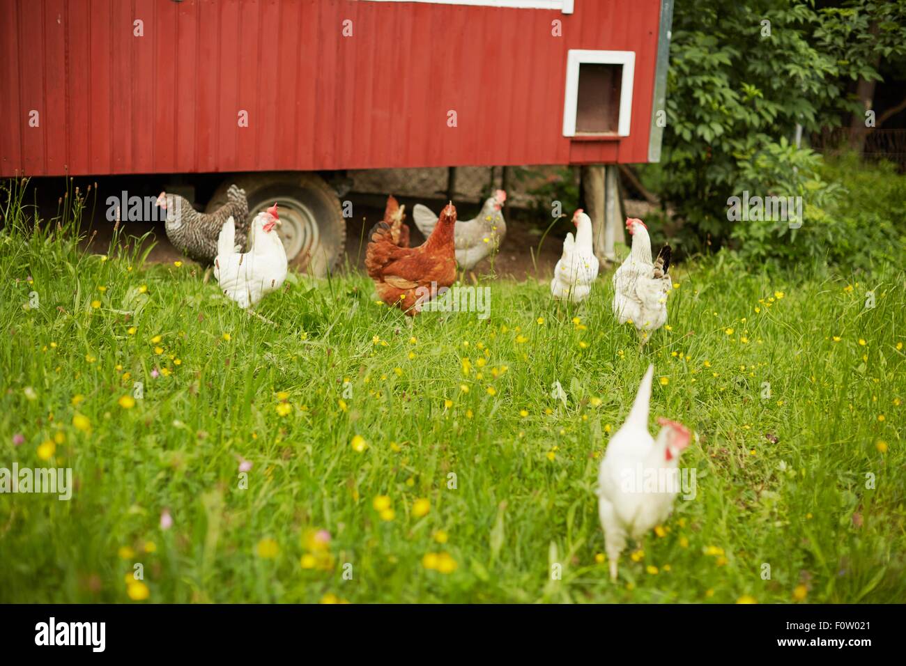 Field with free range hens and chicken coop Stock Photo