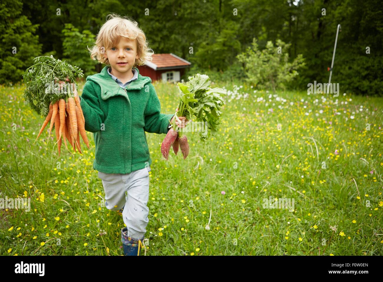 Portrait of boy carrying bunches of carrots across garden Stock Photo
