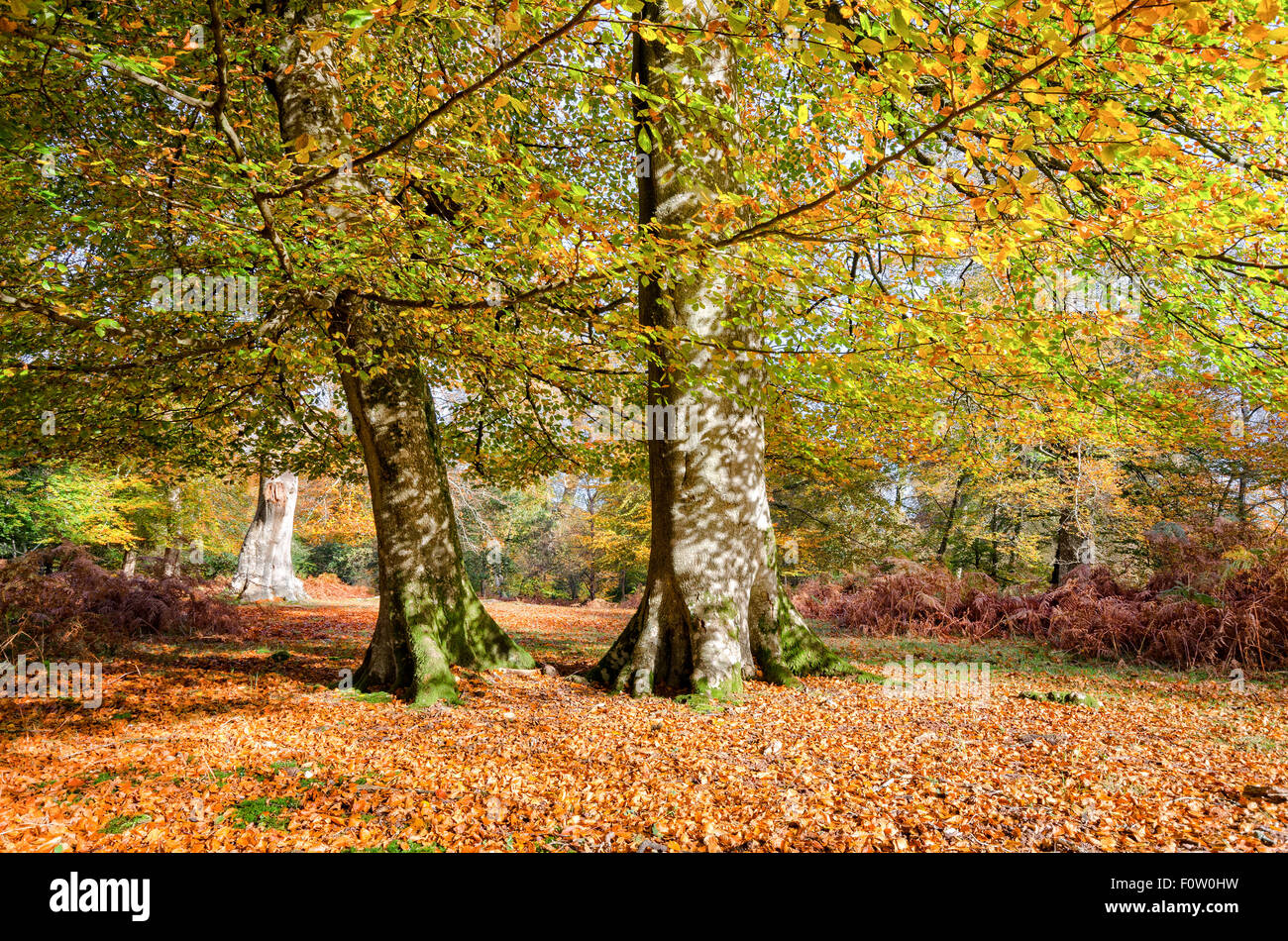 Autumn Beech trees at Bolderwood in the New Forest Stock Photo
