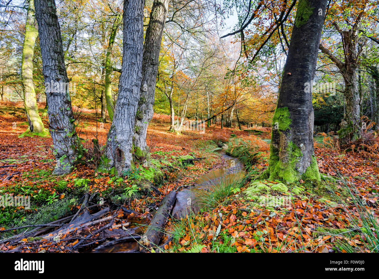 A beautiful woodland stream on an Autumn morning at Bolderwood in the New Forest National Park in Hampshire Stock Photo