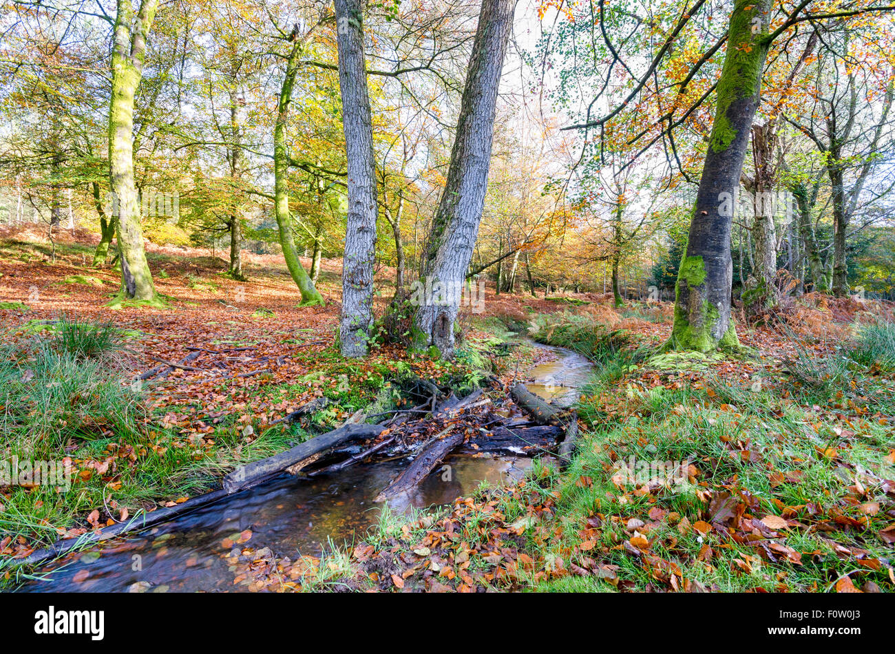 An Autumn stream at Bolderwood in the New Forest National Park in Hampshire Stock Photo