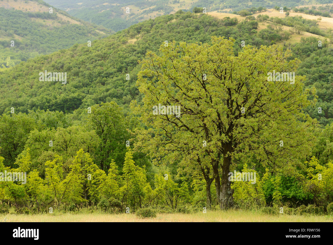 Oak tree (Quercus pubescens) in a landscape grazed by Fallow deer, (Dama dama) Studen Kladenets reserve, Eastern Rhodope Mountains, Bulgaria, May 2013. Stock Photo