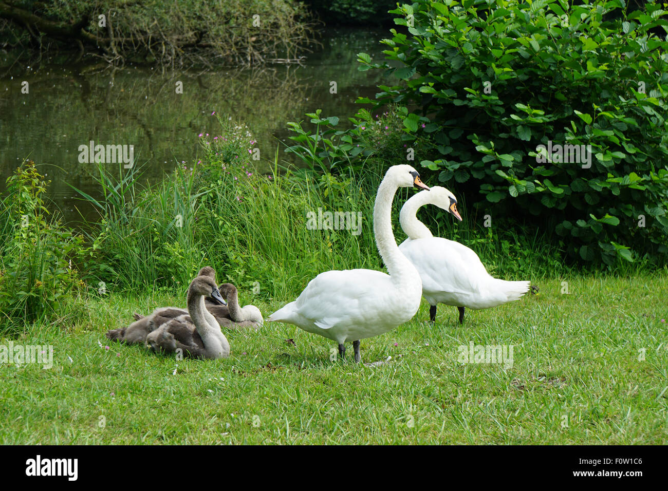 white swan family with cygnets Stock Photo
