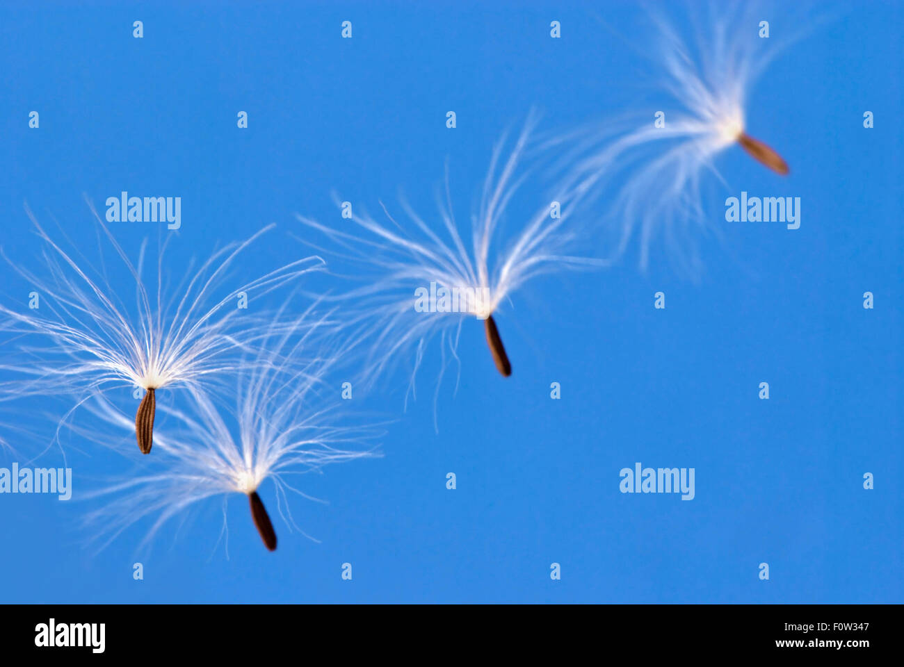Close up of dandelion seeds floating in the air against blue sky Stock