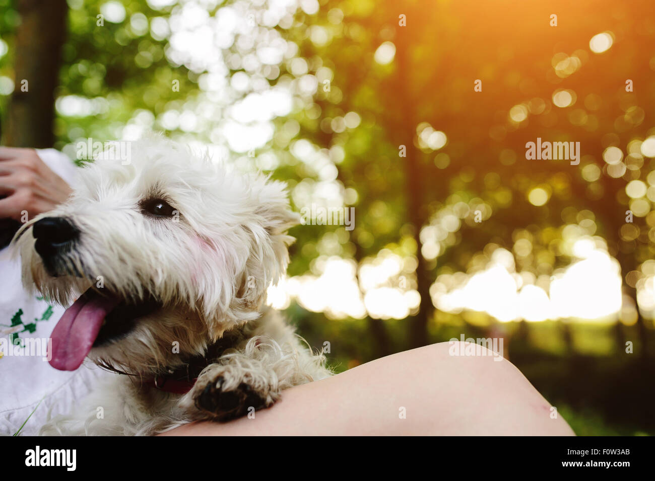 little dog with a girl Stock Photo - Alamy