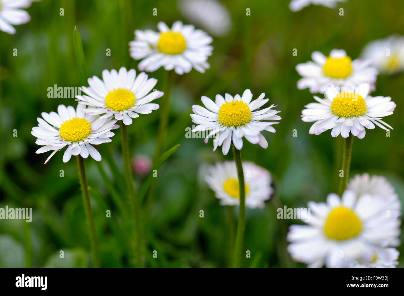 Common daisies, also known as lawn daisy or English daisy. Proper name