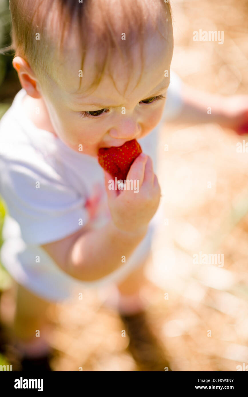Cute little child eating strawberries, outside in backyard garden Stock Photo