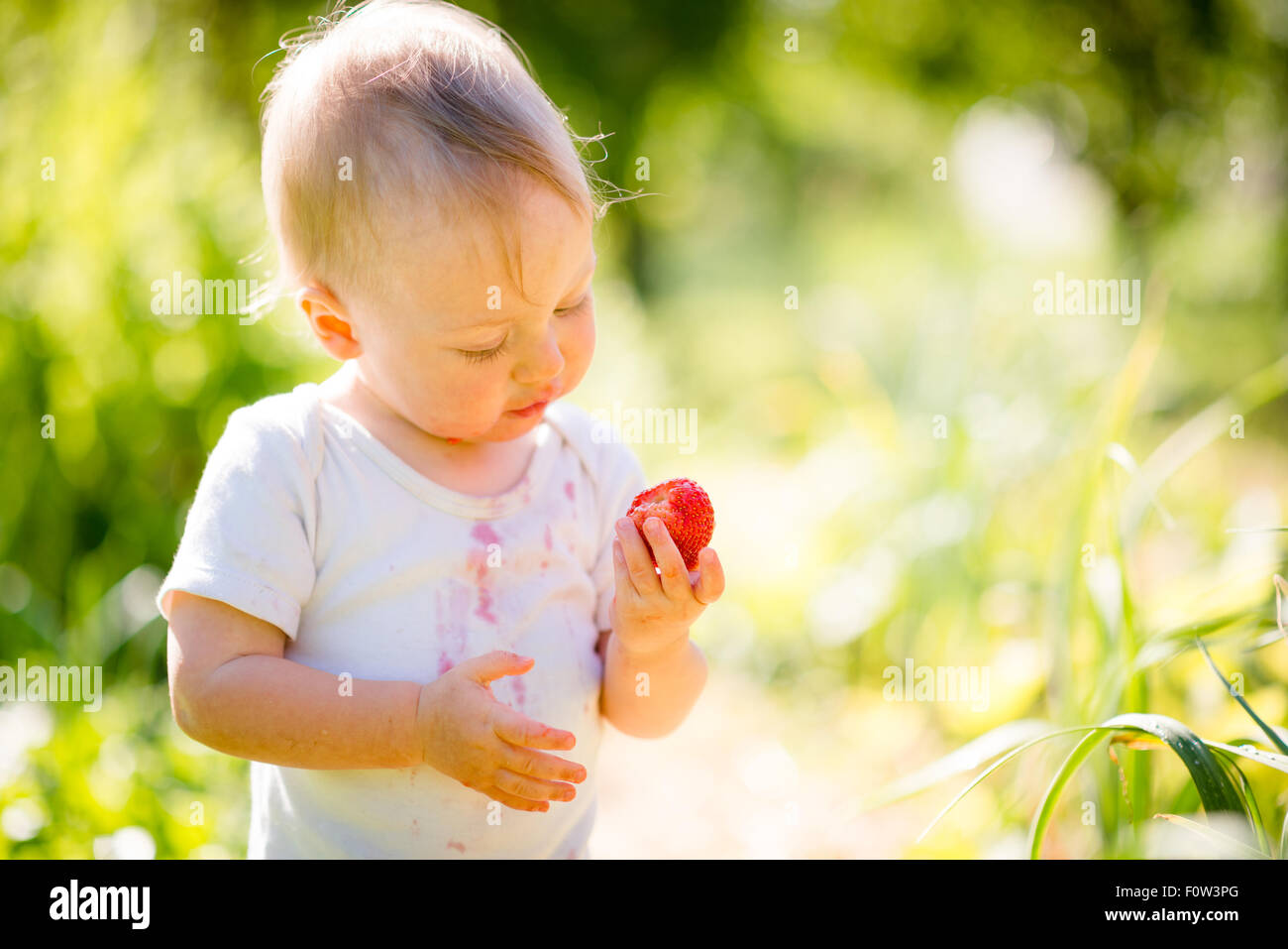 Baby examining strawberry, outdoor in garden on sunny day Stock Photo