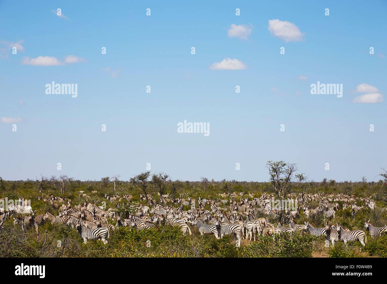 Herd of zebras, Nxai Pan National Park, Kalahari Desert, Africa Stock Photo